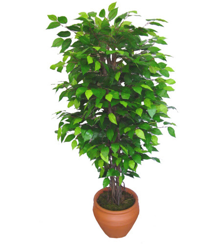 Ficus Benjamin 1,50 cm   Bitlis anneler gn iek yolla 