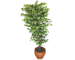 Ficus zel Starlight 1,75 cm   Bitlis cicek , cicekci 