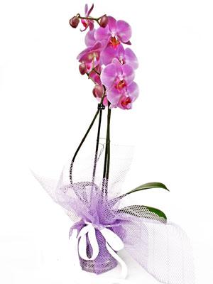  Bitlis anneler gn iek yolla  Kaliteli ithal saksida orkide