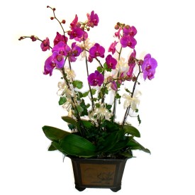  Bitlis cicek , cicekci  4 adet orkide iegi