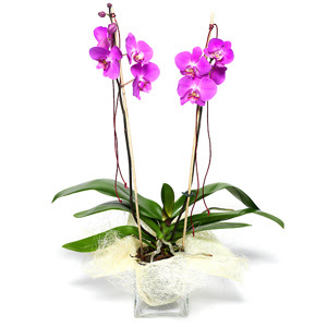  Bitlis iek sat  Cam yada mika vazo ierisinde  1 kk orkide