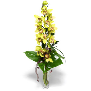  Bitlis nternetten iek siparii  cam vazo ierisinde tek dal canli orkide