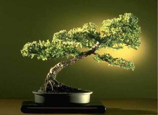 ithal bonsai saksi iegi  Bitlis ieki maazas 