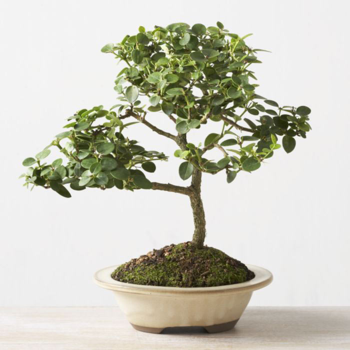 ithal bonsai saksi iegi  Bitlis iek online iek siparii 