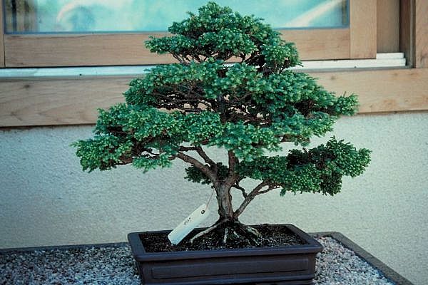 ithal bonsai saksi iegi  Bitlis 14 ubat sevgililer gn iek 