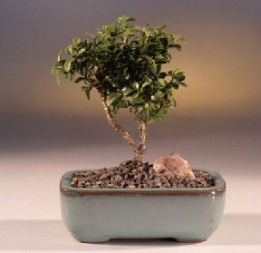  Bitlis iek yolla  ithal bonsai saksi iegi  Bitlis internetten iek sat 
