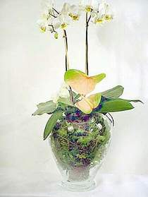  Bitlis iek sat  Cam yada mika vazoda zel orkideler