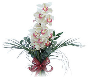  Bitlis iek siparii sitesi  Dal orkide ithal iyi kalite