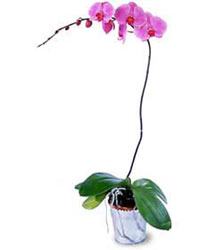  Bitlis cicekciler , cicek siparisi  Orkide ithal kaliteli orkide 
