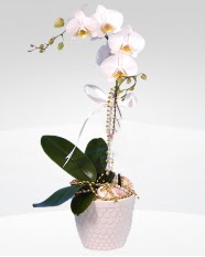 1 dallı orkide saksı çiçeği  Bitlis online çiçekçi , çiçek siparişi 
