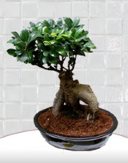 saks iei japon aac bonsai  Bitlis kaliteli taze ve ucuz iekler 