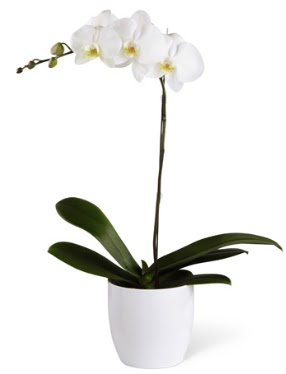 1 dall beyaz orkide  Bitlis 14 ubat sevgililer gn iek 