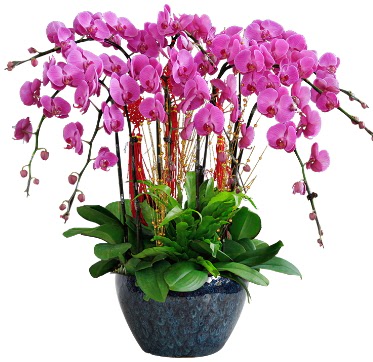 9 dallı mor orkide  Bitlis 14 şubat sevgililer günü çiçek 