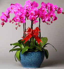 7 dall mor orkide  Bitlis iek online iek siparii 