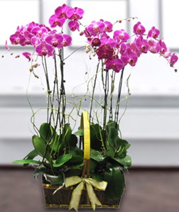 4 dall mor orkide  Bitlis gvenli kaliteli hzl iek 
