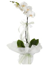 1 dal beyaz orkide iei  Bitlis iek siparii vermek 