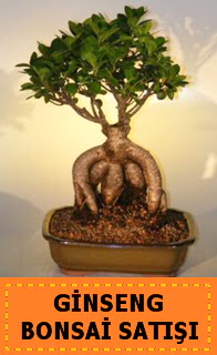 Ginseng bonsai sat japon aac  Bitlis cicek , cicekci 