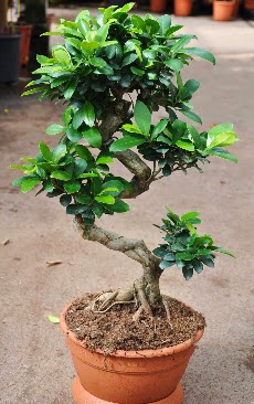 Orta boy bonsai saks bitkisi  Bitlis internetten iek siparii 