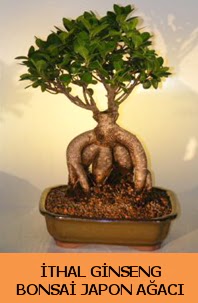 thal japon aac ginseng bonsai sat  Bitlis nternetten iek siparii 