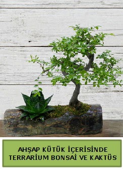 Ahap ktk bonsai kakts teraryum  Bitlis internetten iek siparii 