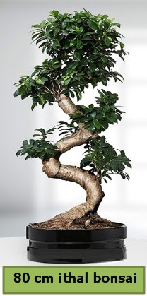 80 cm özel saksıda bonsai bitkisi  Bitlis çiçekçi telefonları 