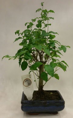 Minyatr bonsai japon aac sat  Bitlis ieki telefonlar 