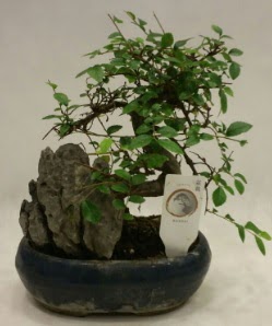thal 1.ci kalite bonsai japon aac  Bitlis iek sat 