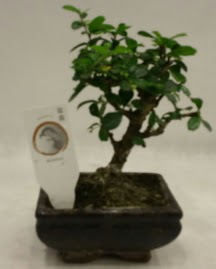 Kk minyatr bonsai japon aac  Bitlis iek gnderme 