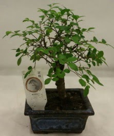 Minyatr ithal japon aac bonsai bitkisi  Bitlis iek sat 