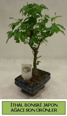 thal bonsai japon aac bitkisi  Bitlis hediye sevgilime hediye iek 
