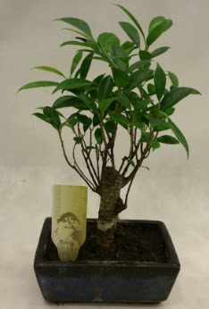 Japon aac bonsai bitkisi sat  Bitlis ieki telefonlar 