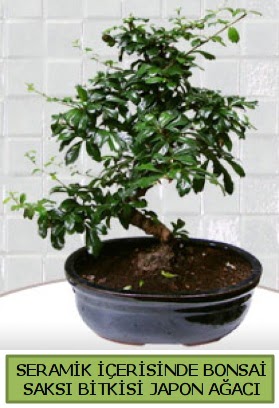 Seramik vazoda bonsai japon aac bitkisi  Bitlis iek siparii sitesi 