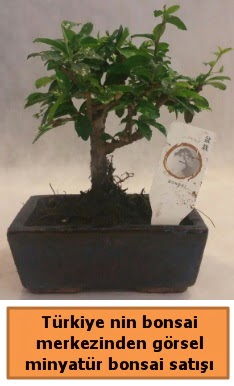 Japon aac bonsai sat ithal grsel  Bitlis iek yolla 