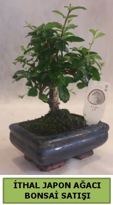 thal japon aac bonsai bitkisi sat  Bitlis ieki telefonlar 