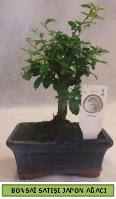 Minyatr bonsai aac sat  Bitlis iek gnderme 