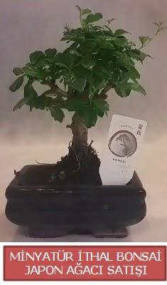 Kk grsel bonsai japon aac bitkisi  Bitlis iek , ieki , iekilik 