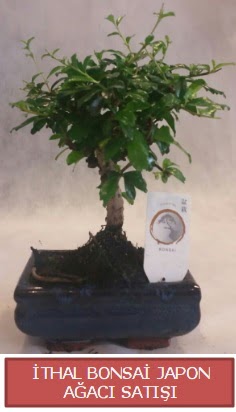 thal kk boy minyatr bonsai aa bitkisi  Bitlis ieki telefonlar 