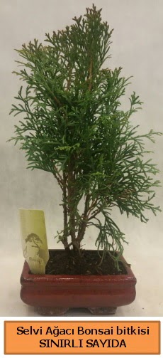 Selvi aac bonsai japon aac bitkisi  Bitlis iek sat 