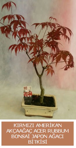 Amerikan akaaa Acer Rubrum bonsai  Bitlis uluslararas iek gnderme 