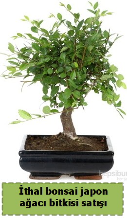 thal bonsai saks iei Japon aac sat  Bitlis nternetten iek siparii 