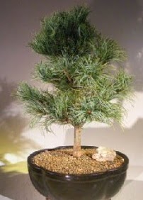 am aac bonsai bitkisi sat  Bitlis ucuz iek gnder 