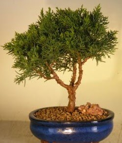 Servi am bonsai japon aac bitkisi  Bitlis iek yolla 
