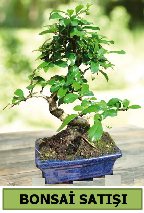 am bonsai japon aac sat  Bitlis iek sat 