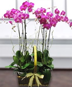 7 dall mor lila orkide  Bitlis iek gnderme sitemiz gvenlidir 