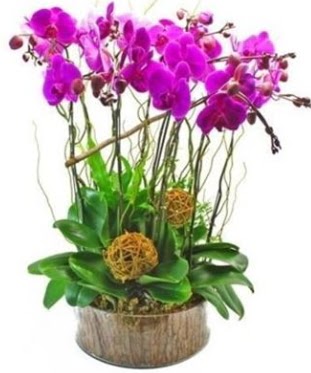 Ahap ktkte lila mor orkide 8 li  Bitlis internetten iek sat 