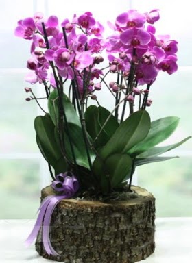 Ktk ierisinde 6 dall mor orkide  Bitlis ucuz iek gnder 