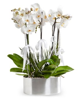 Be dall metal saksda beyaz orkide  Bitlis iek yolla 