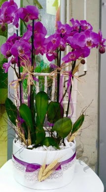 Seramik vazoda 4 dall mor lila orkide  Bitlis online iek gnderme sipari 