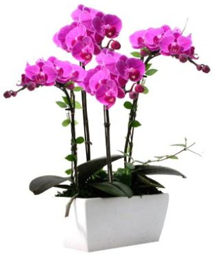 Seramik vazo ierisinde 4 dall mor orkide  Bitlis iek sat 