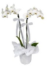 2 dall beyaz orkide  Bitlis gvenli kaliteli hzl iek 